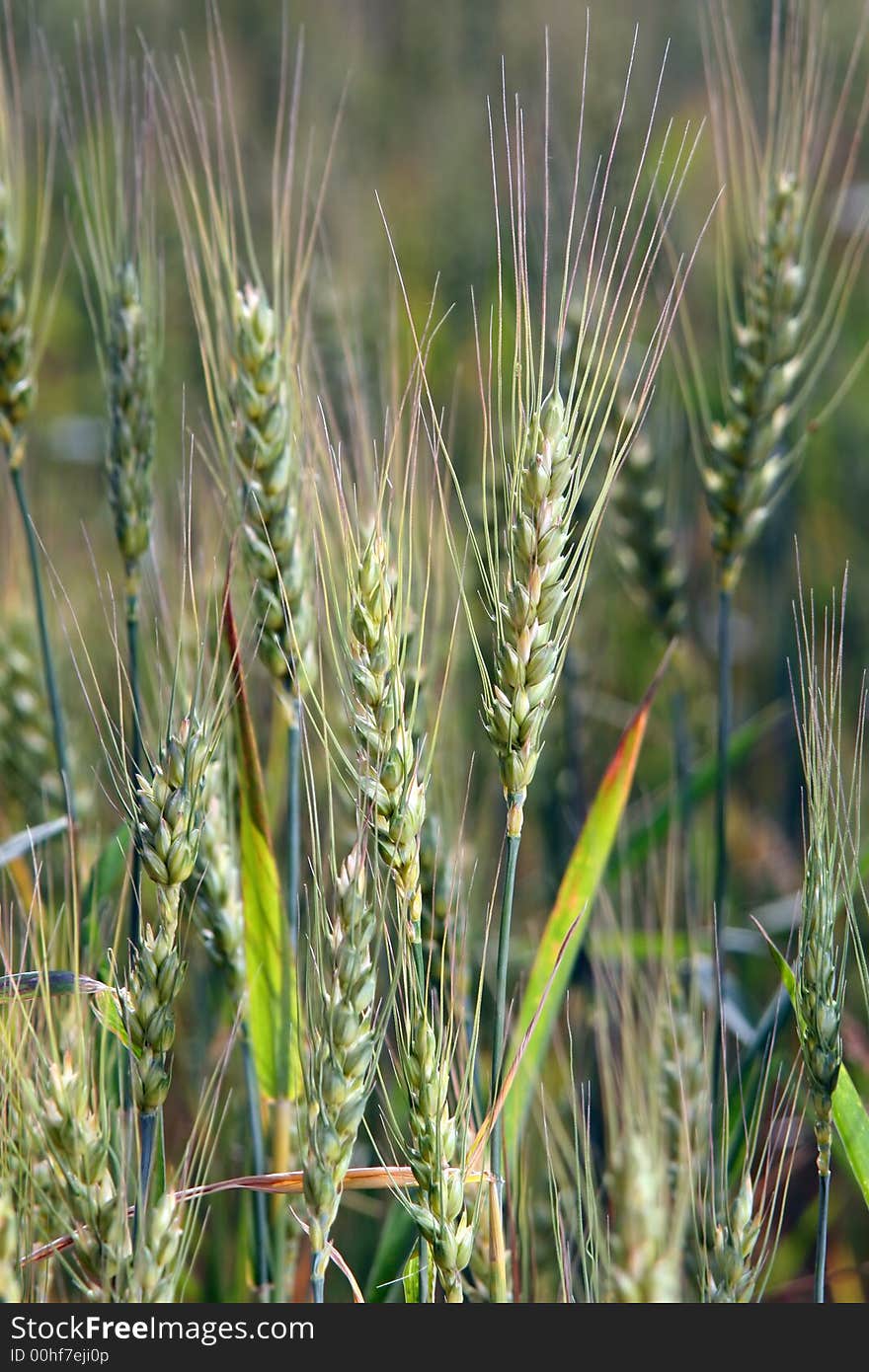 Close up of the ears growing on a field