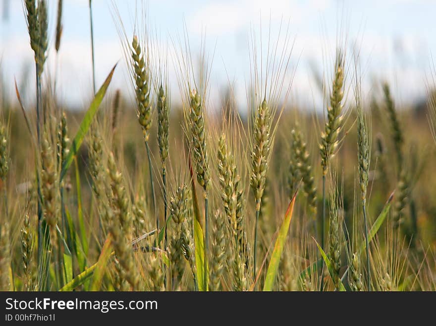 Close up of the ears growing on a field