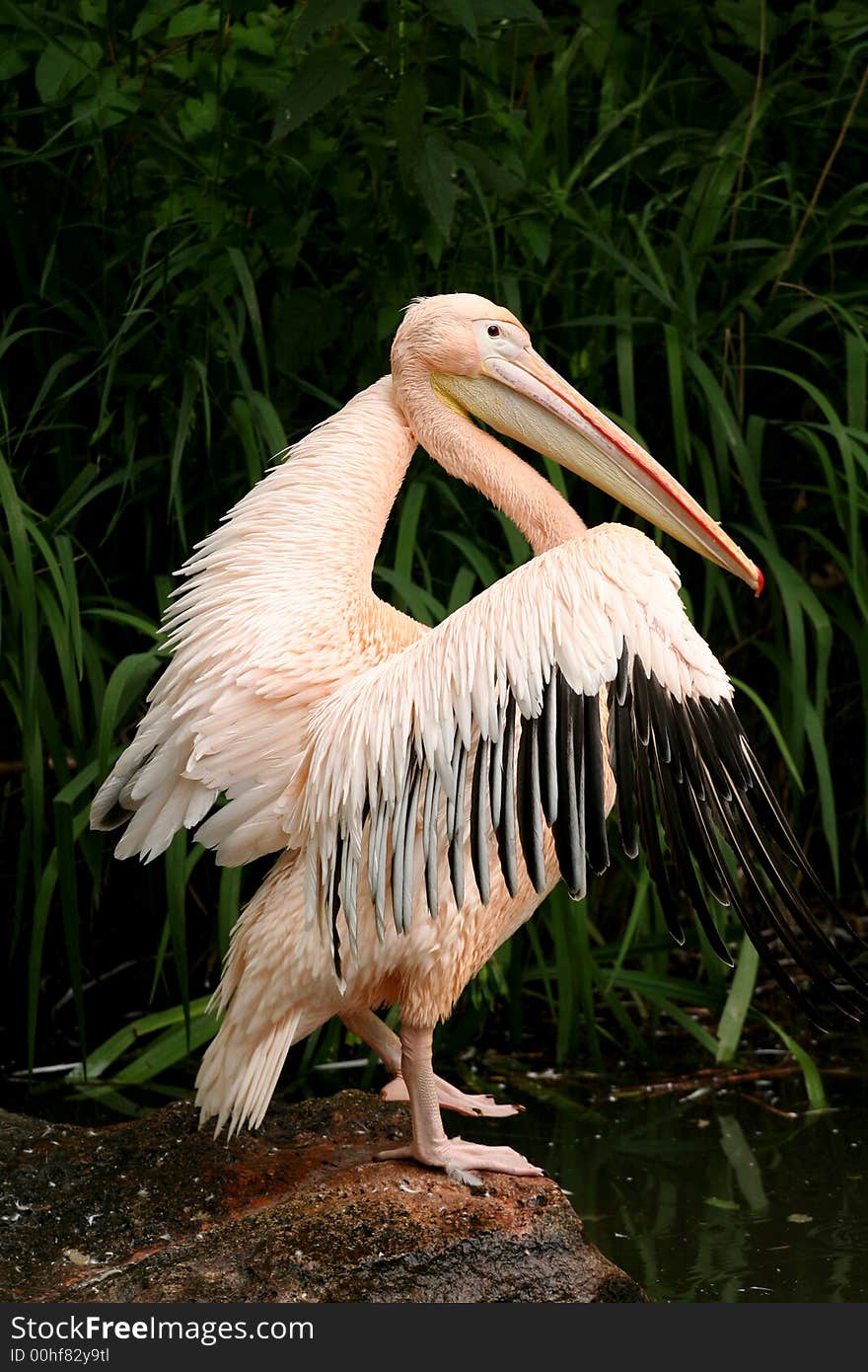 Pelican preparing for flight