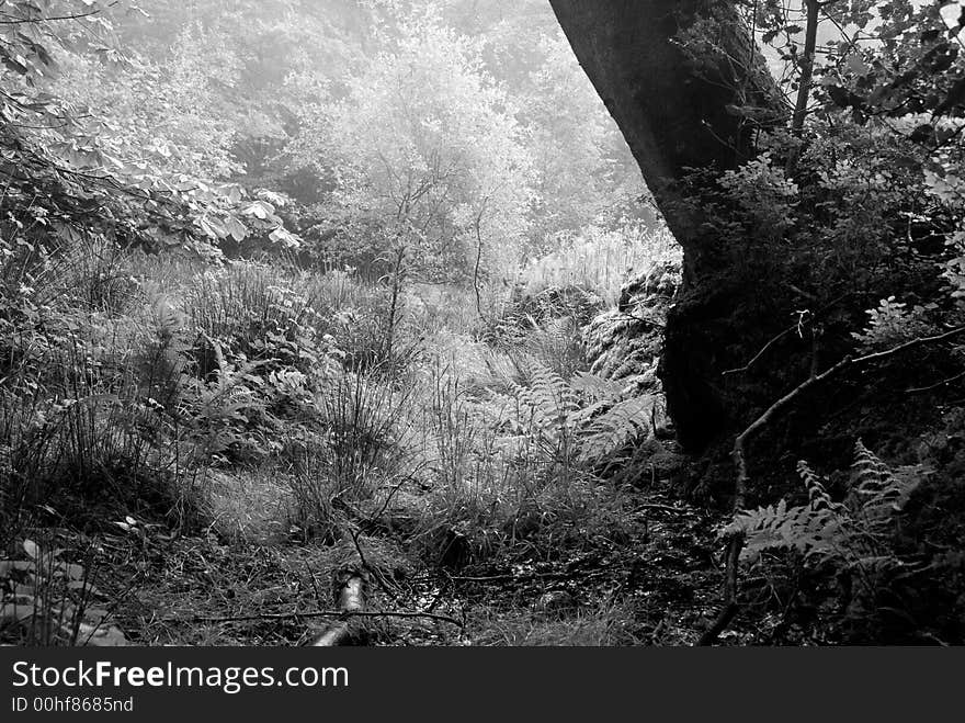 Marshy Dell