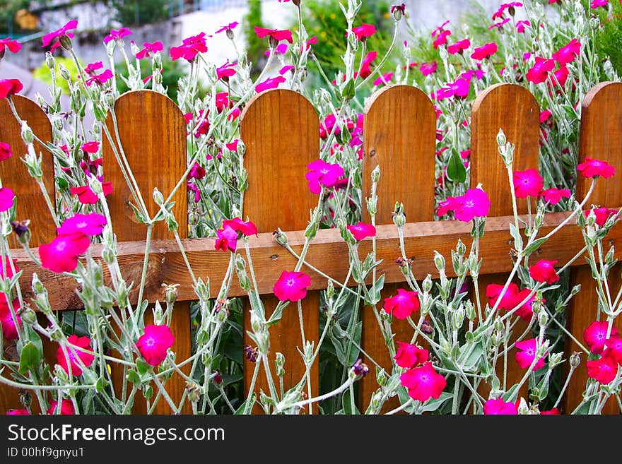 Flowered Hedge