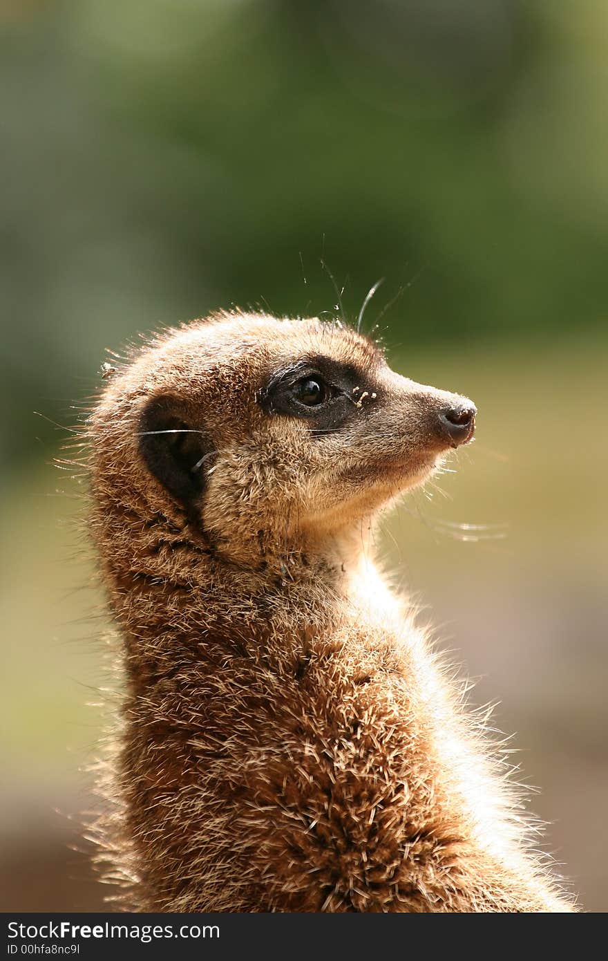 Portrait of a meerkat