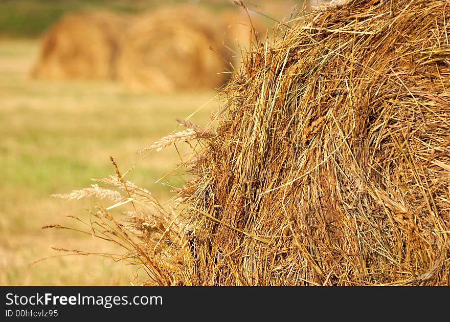 Blades of a haystack on a background of other stacks. Blades of a haystack on a background of other stacks.