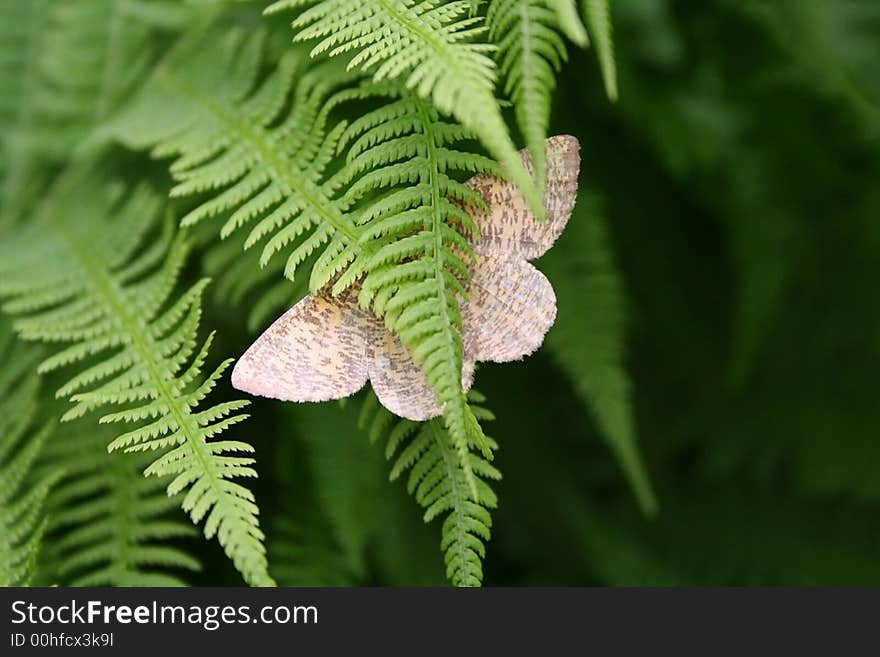 Butterfly In Fern