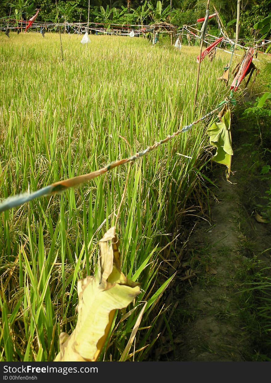 Indonesian Farming