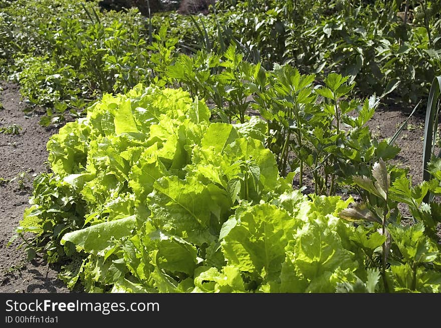 Growing lettuce. garden, rain and fresh vegetables