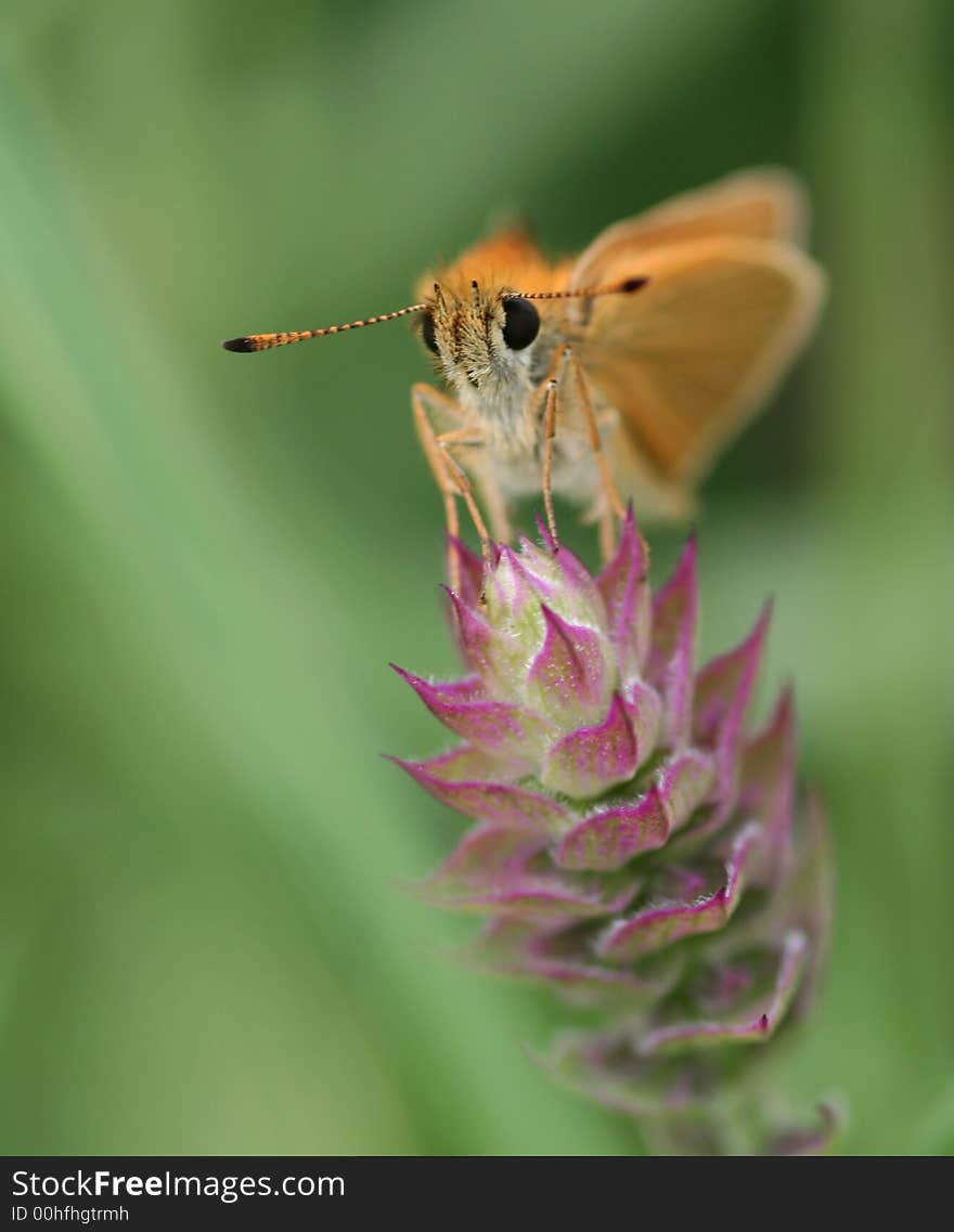 Fuzzy with antenna