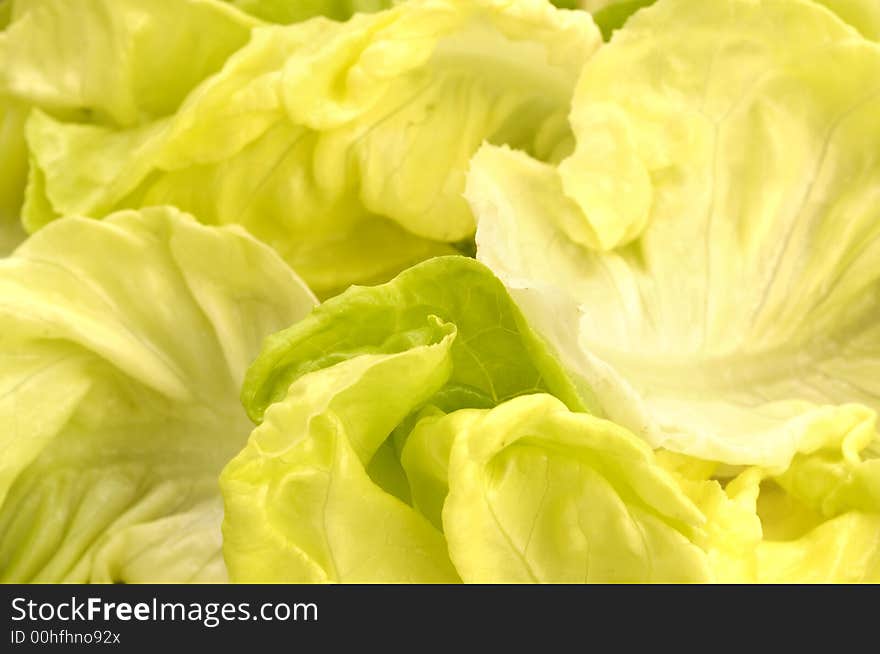 Close up of a fresh lattuce leaves. Close up of a fresh lattuce leaves