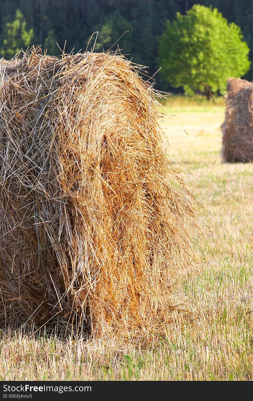 Haystacks on a background of a tree. Russia. Haystacks on a background of a tree. Russia