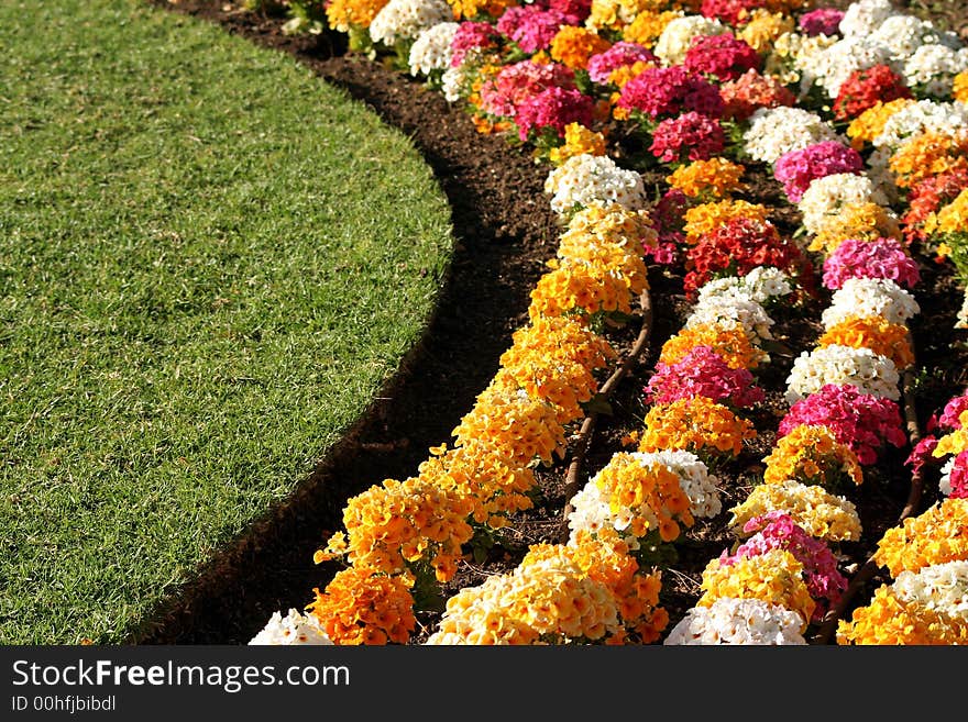 Flowers field with herb