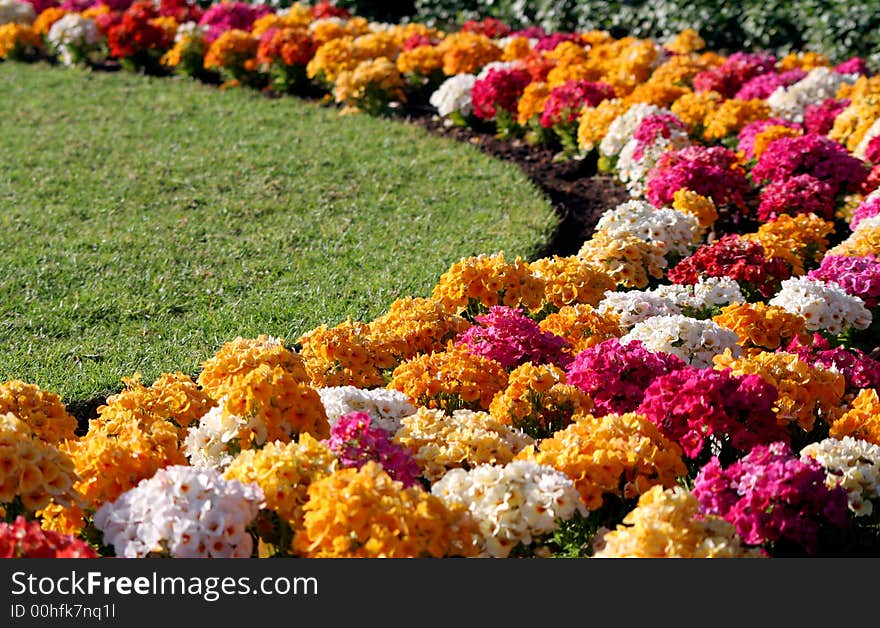 Nice flowerses field with herb