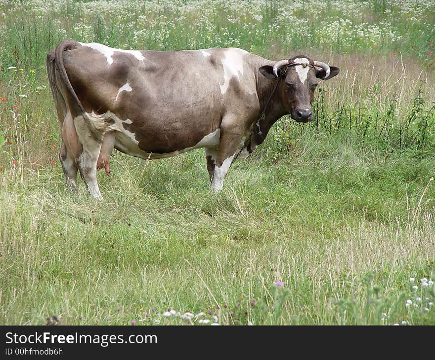 Cow