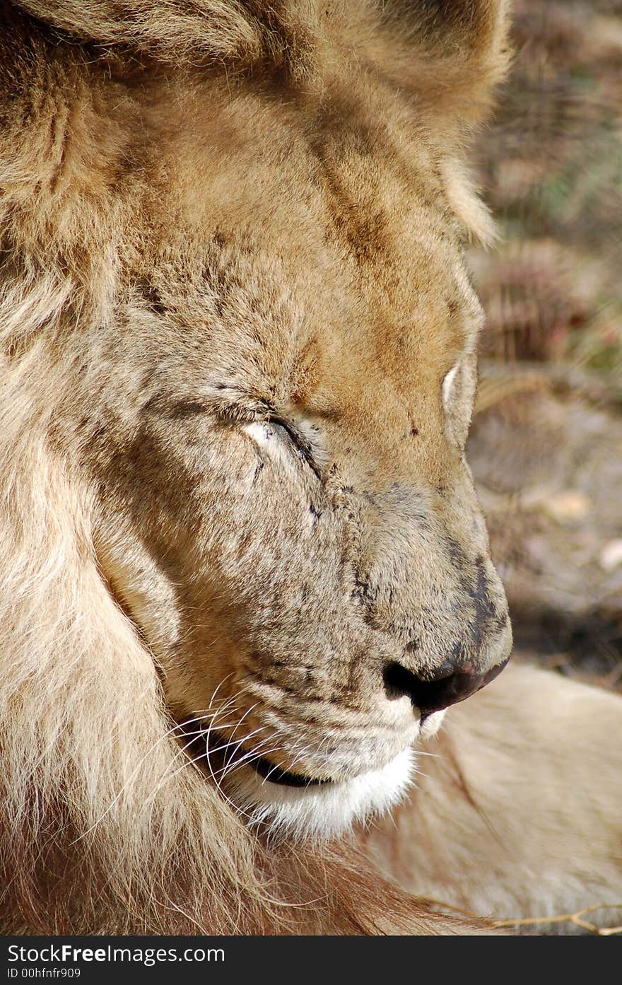 A lion sleeping in the sun