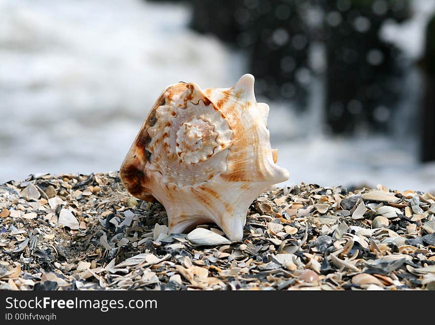 A beautiful giant sea shell at a beach