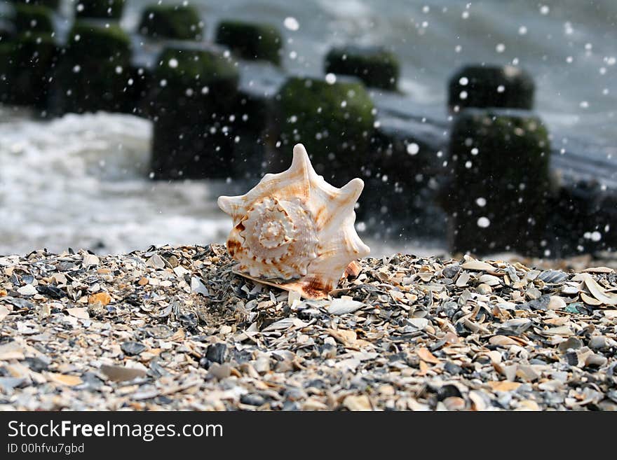 A beautiful giant sea shell at a beach