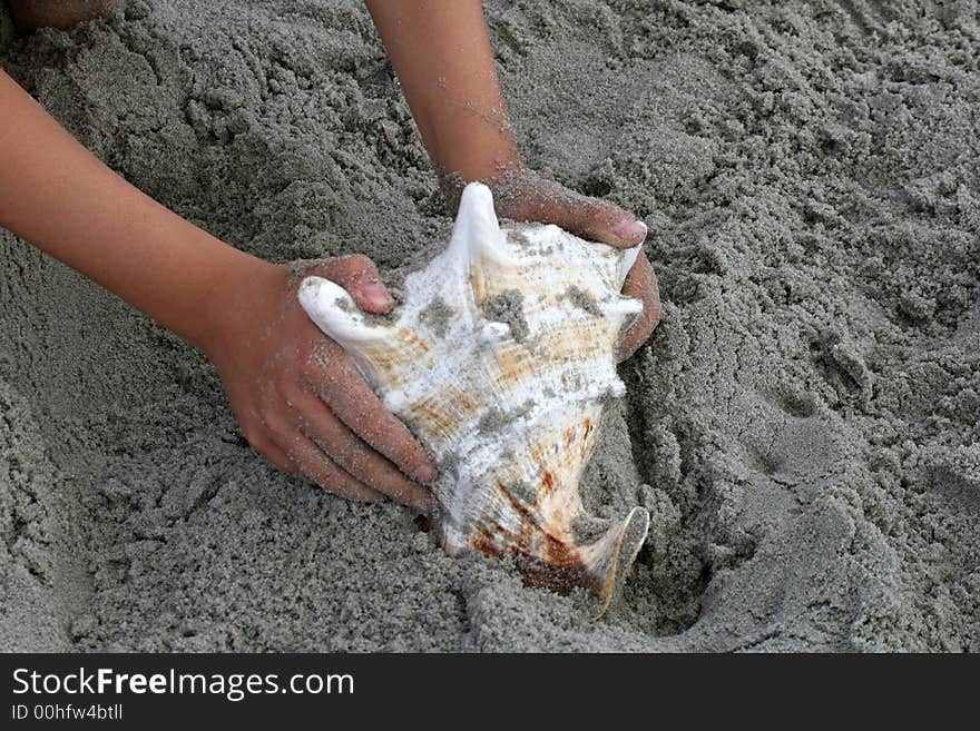 Beautiful giant sea shell at a beach