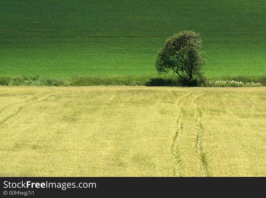 Field path destined to the lonely tree. Field path destined to the lonely tree