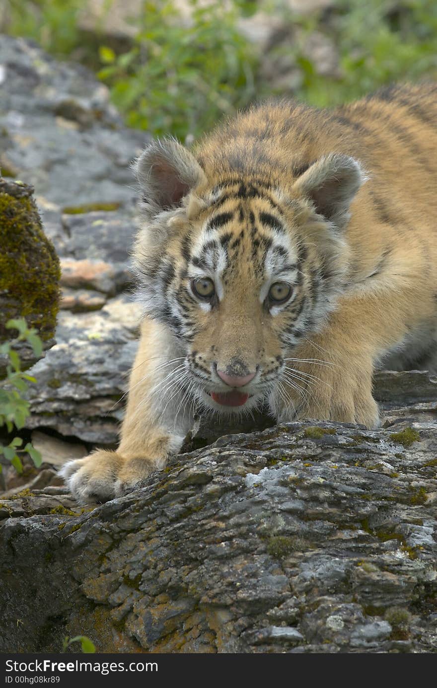 Siberian Tiger Cub