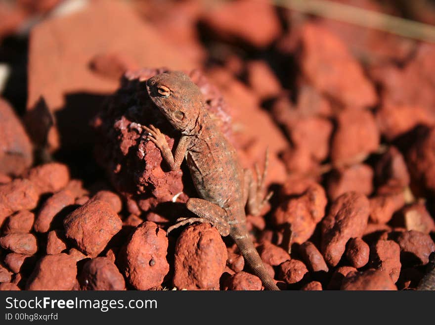 Closeup of a Ringtale Gekko taken in Karinjini National Park, Western Australia