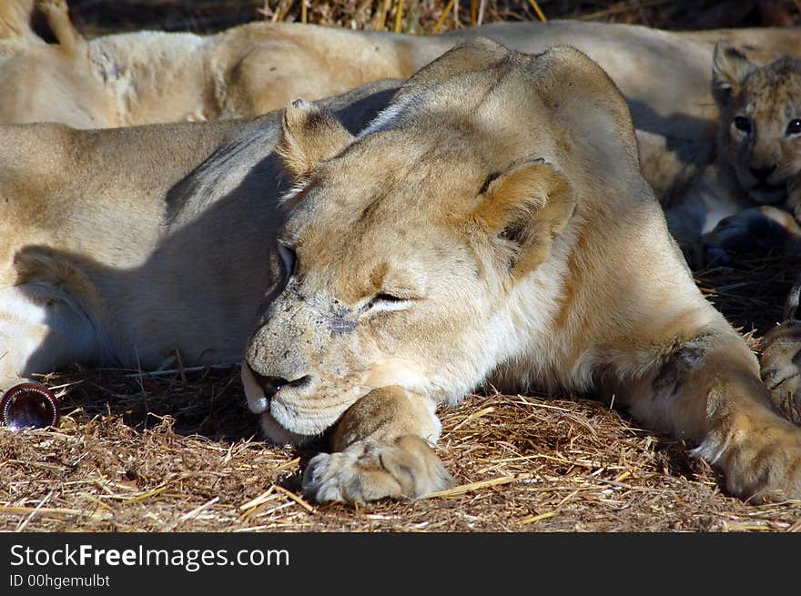 A lioness resting in the sun