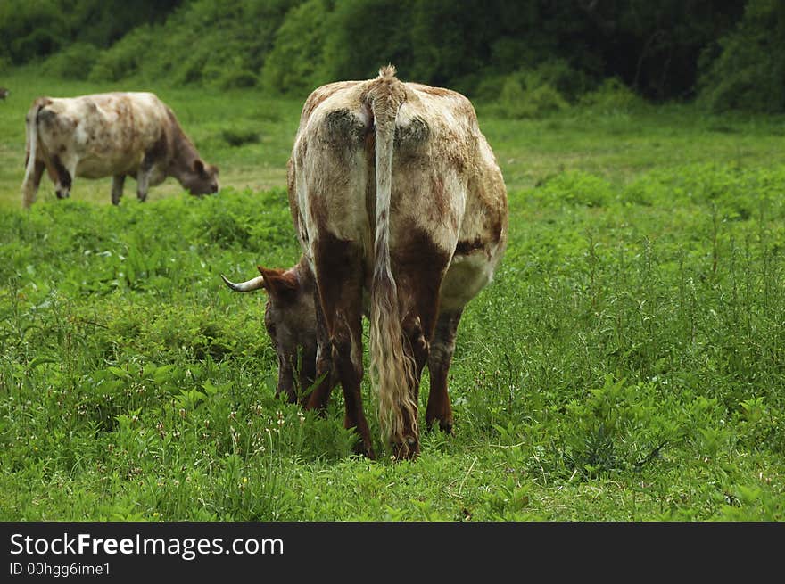 Photo of a Cow / Bull Grazing in a Field. Photo of a Cow / Bull Grazing in a Field