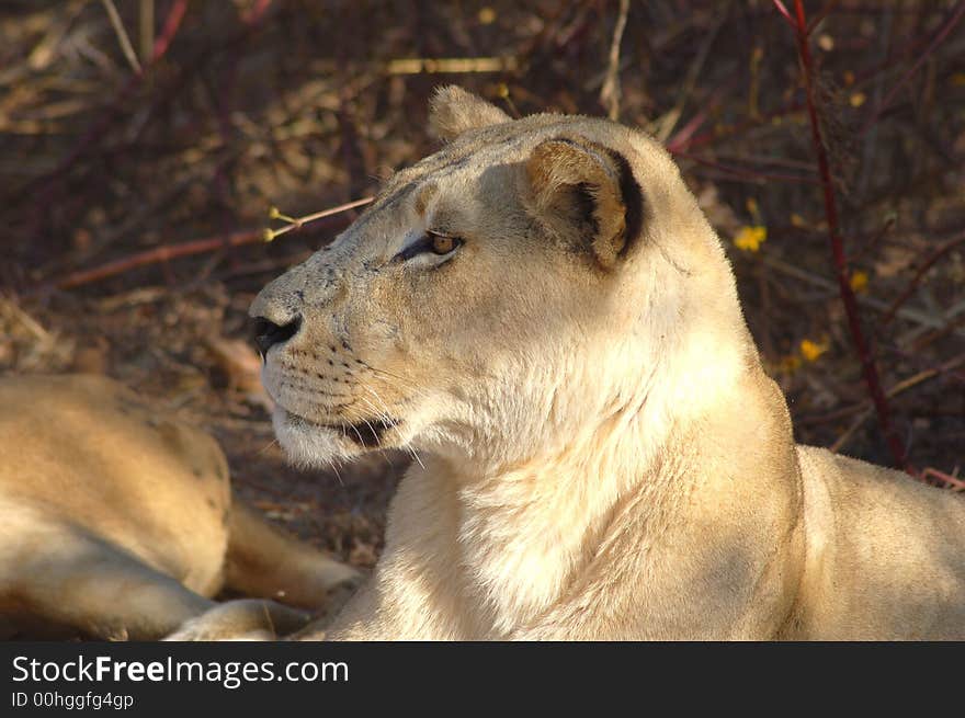 An alert lioness in the wild