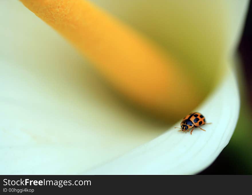 Ladybug on Calla