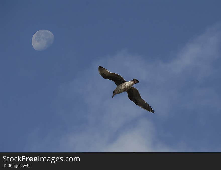 Gull flying against moon in the morning against a blue sky