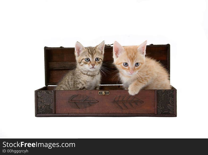 Two kittens in the box