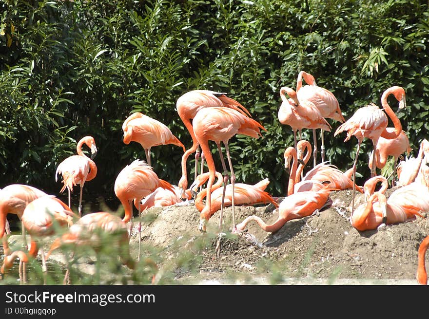 Flamingo flock