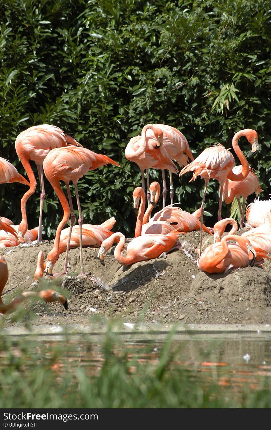 Flamingos