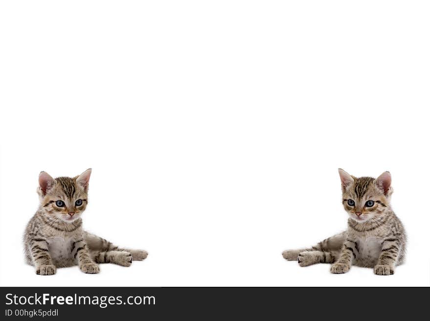 Kitten on the left and right side, ideal for background. Kitten on the left and right side, ideal for background