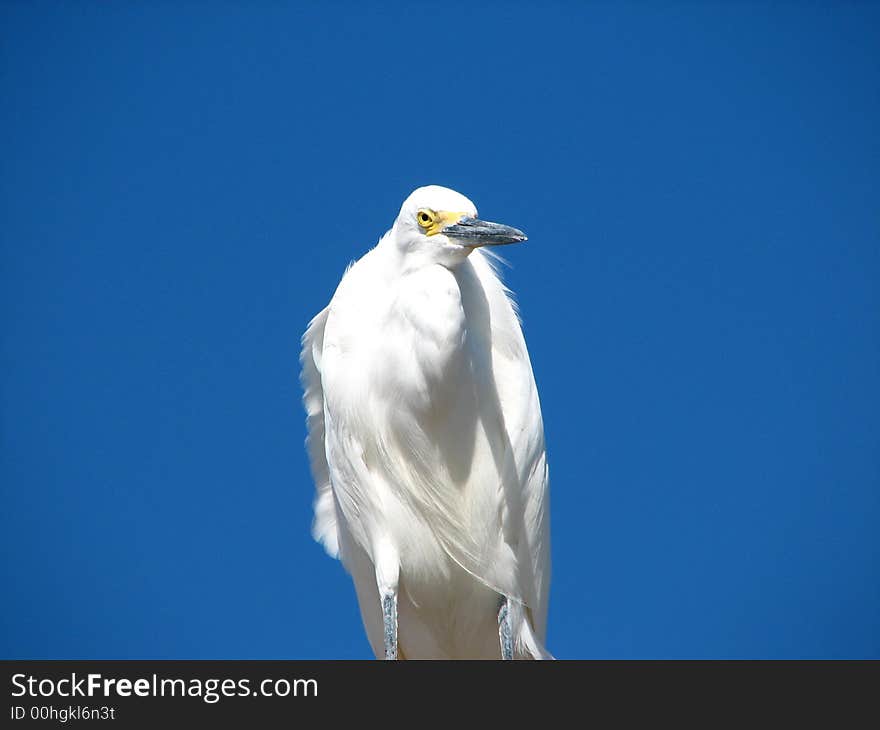 Egret