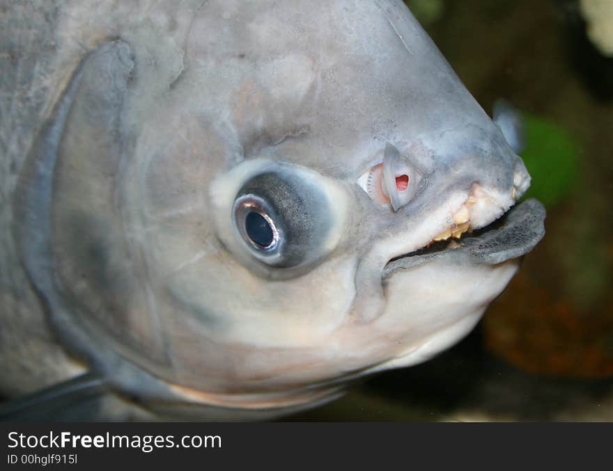 Fish head