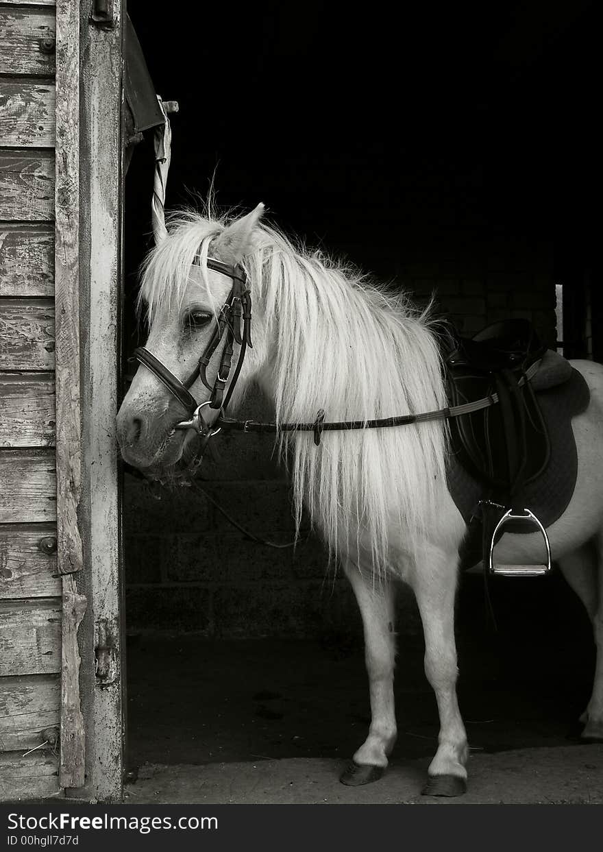 Sad pony near the barn