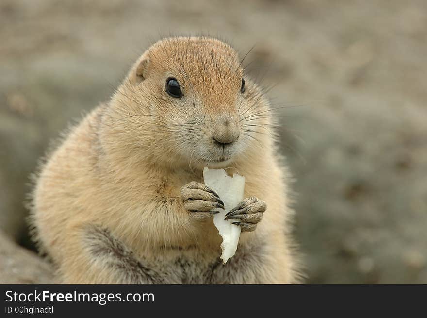 Prairie Dog Eating