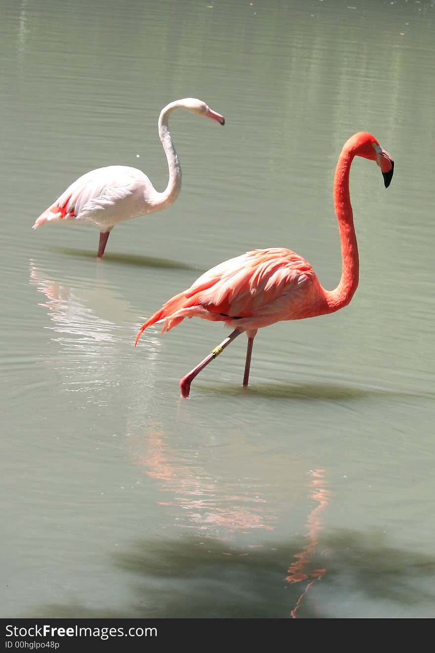 A beautiful red flamingo, portrait