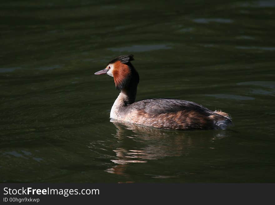 Grebe