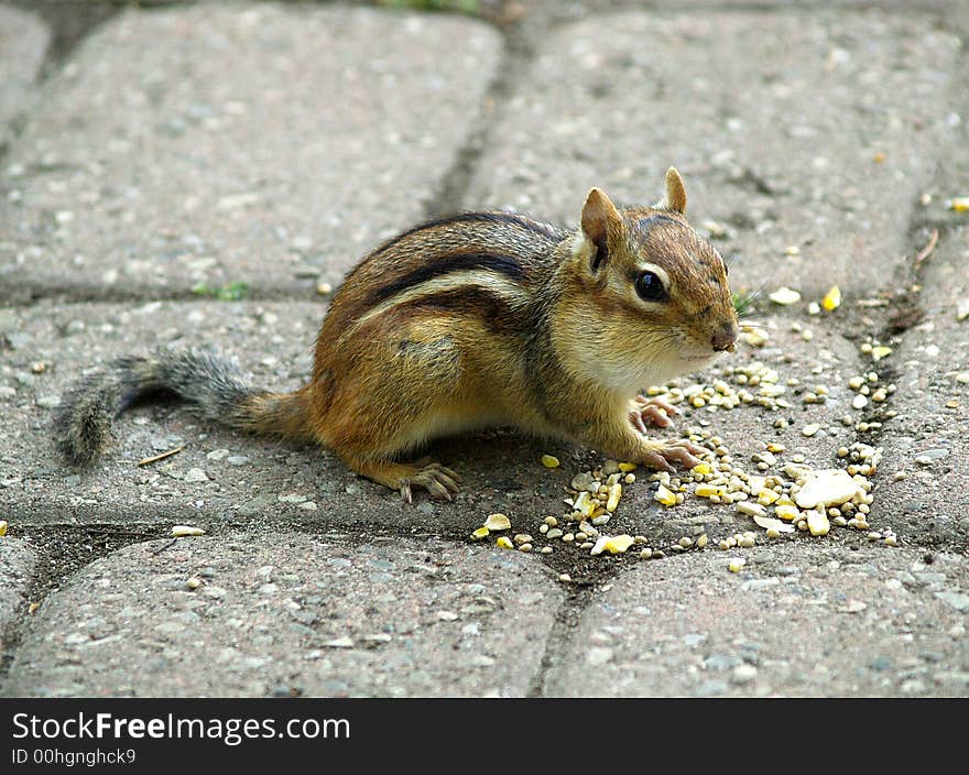 A chipmunk feeding on some seeds.