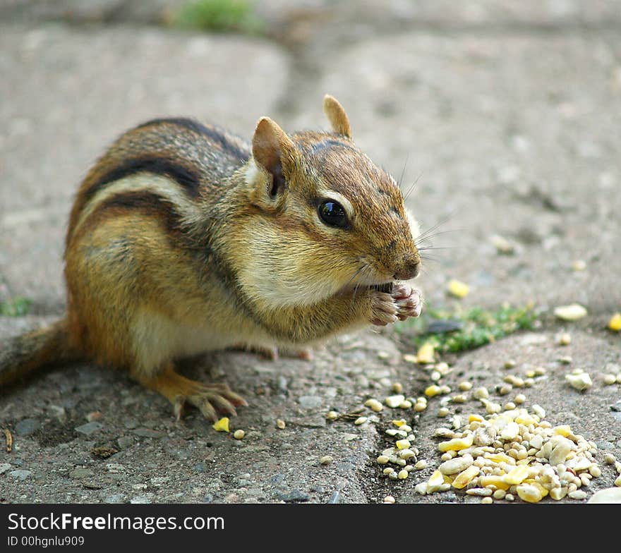 A chipmunk fills his cheeks with seeds. A chipmunk fills his cheeks with seeds.