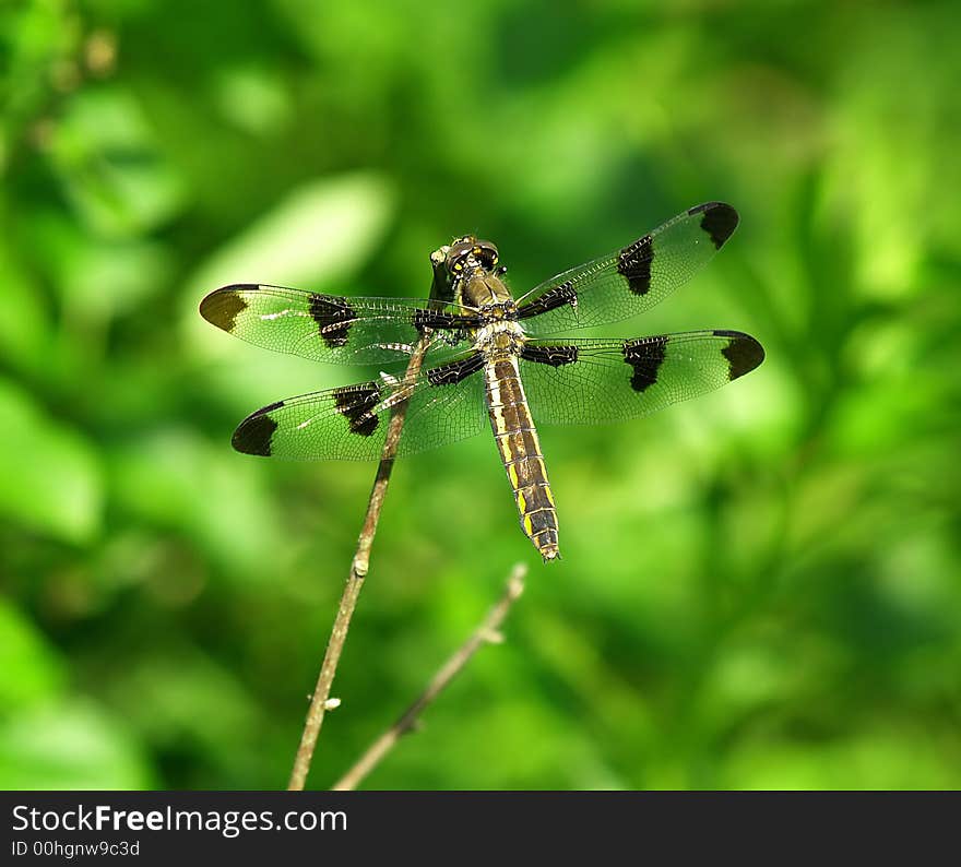 Dragonfly at Rest