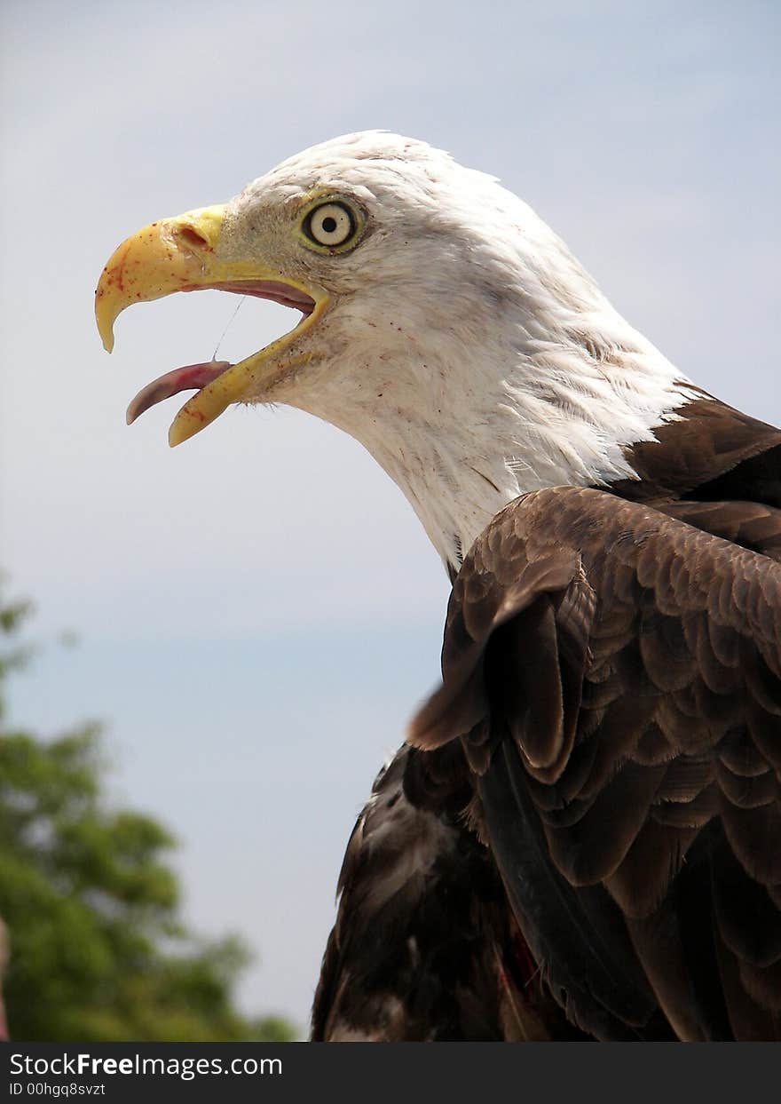 Bald eagle panting in the hot summer sun. Bald eagle panting in the hot summer sun