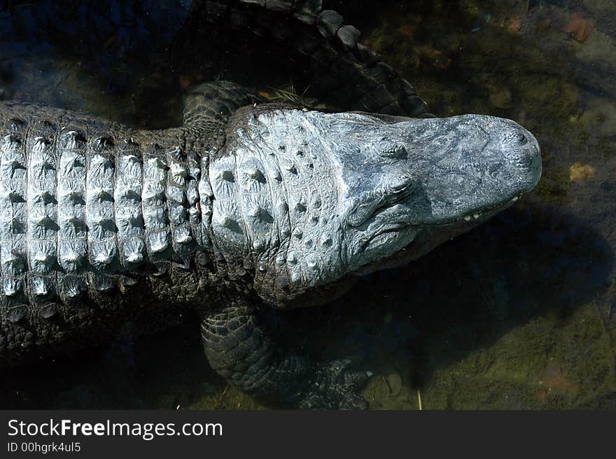 North American Alligator.