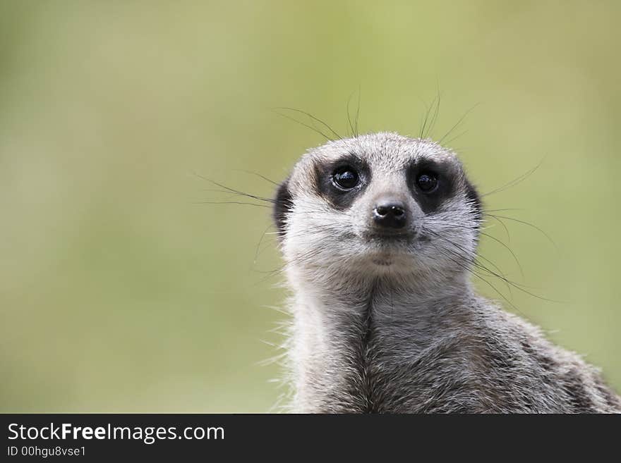 Single meerkat looking out