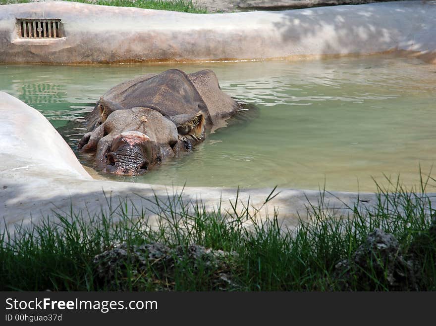 Rhino bathing in a bath