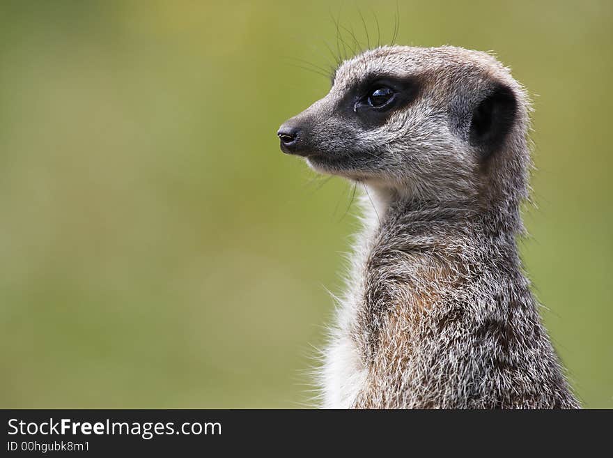 Single meerkat looking out