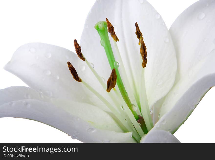 Madonna Lily Flower