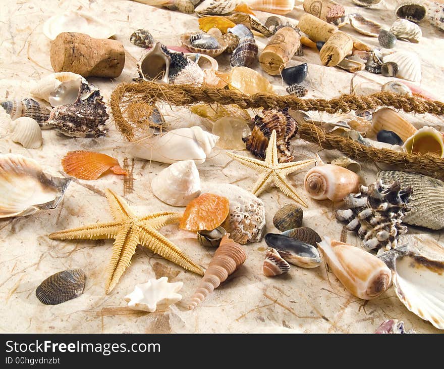 Shells. Marine romantic still life