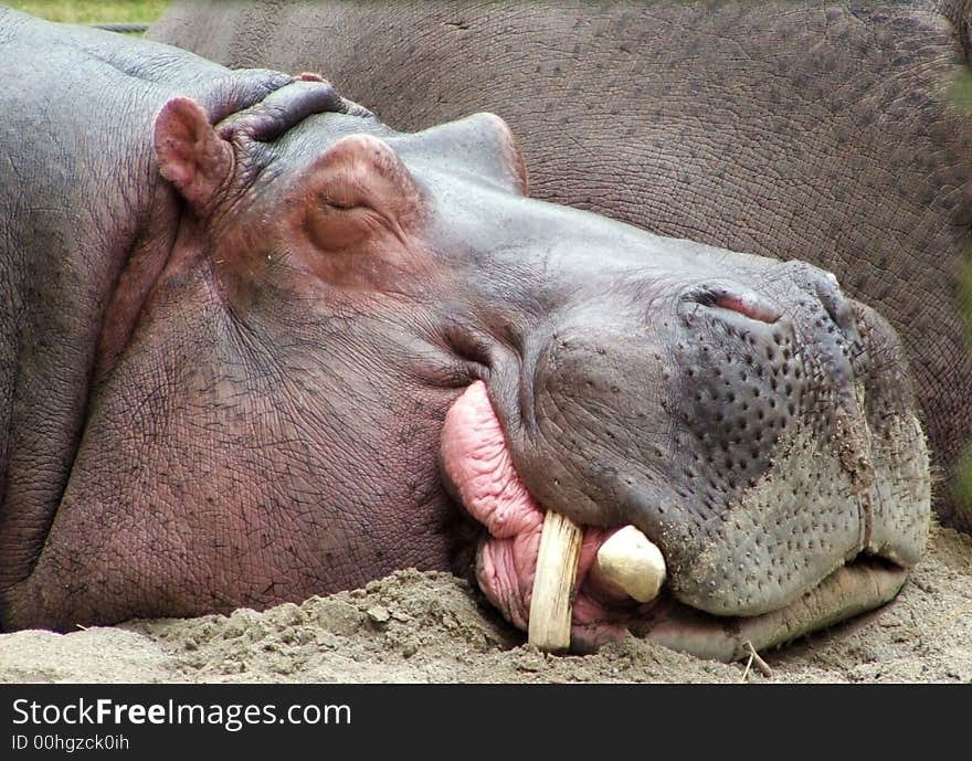 Sleeping Hippo