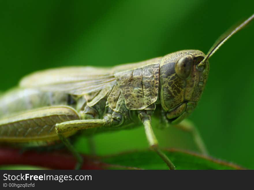 Little grasshopper in close view with DOF